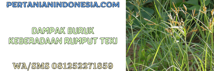dampak,buruk,keberadaan,rumput teki,pertanian indonesia